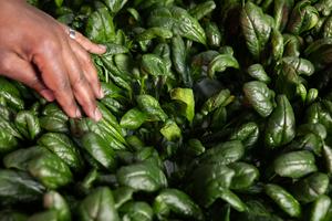 Pythium tolerance in spinach research