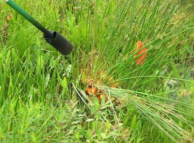 Flame Cultivation Promising as Weed Control Method for Cranberry