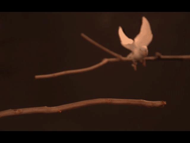I Believe I Can...Hop: Foraging Parrotlets Optimize Energy During Short ...