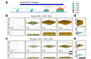 Real-time 3D HT imaging of biofilm formation