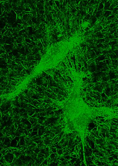 3-D Cell