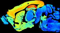 Adult mouse brain section showing increased synapse diversity.