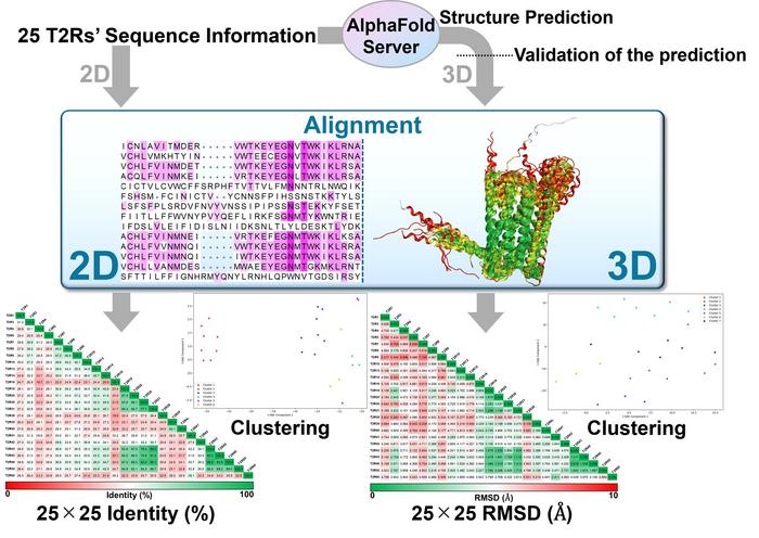 From sequence to structure: Bitter taste receptor structure prediction using the AI-based model AF3