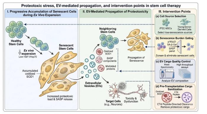From sick cells to sick neighbours: how senescent stem cells spread proteotoxicity via EVs – and how to stop it.