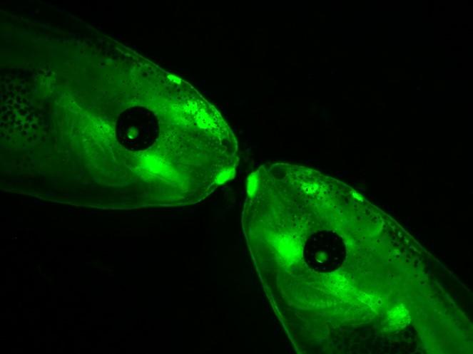 Tadpole
