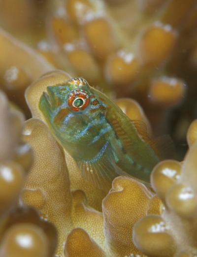 Corals Signal to Gobies, 'Come Clean Me!' (9 of 9)