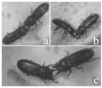 Fighting Flour Beetles