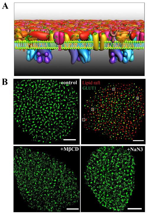 Super-resolution Imaging Reveals Mechanism of GLUT1 Clustering