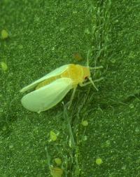 whitefly feeding on leaf