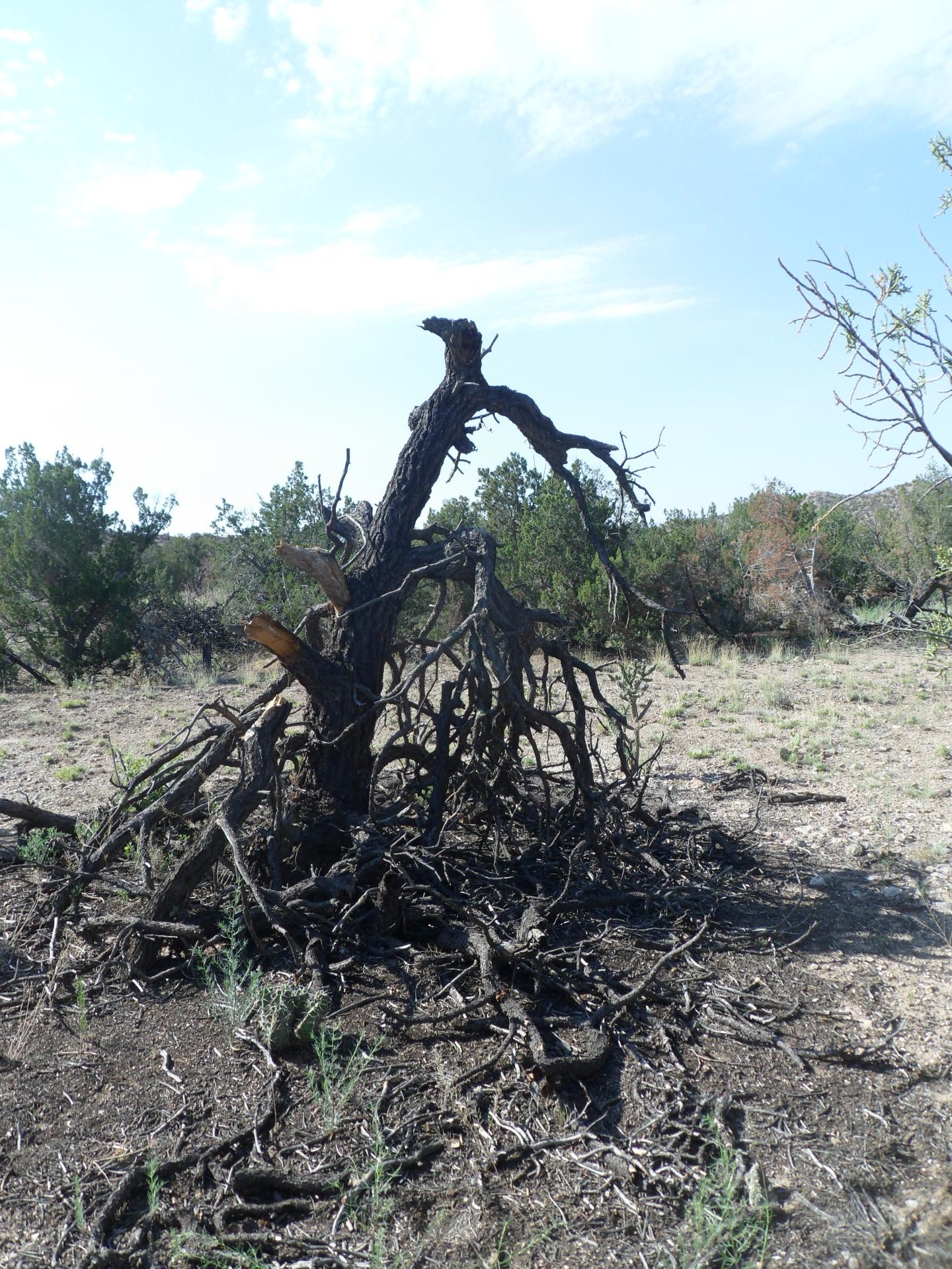 Deadpinyon