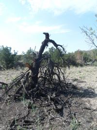 Deadpinyon