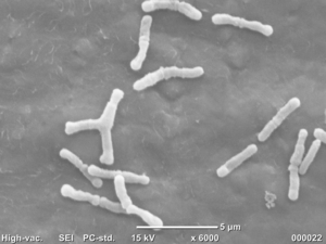 Beneficial Bacterium