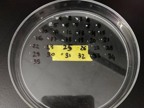 Sorted Sample