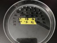 Sorted Sample