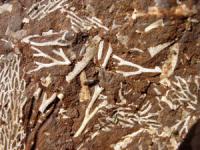 Oil Shale
