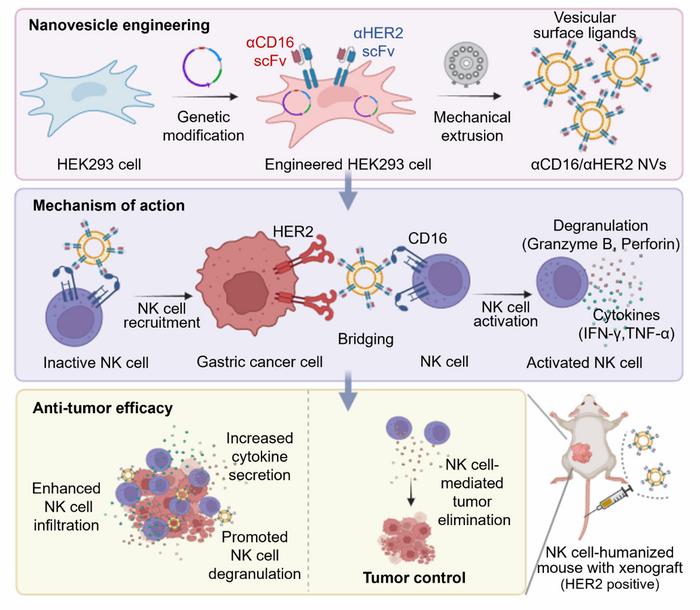 Bispecific cellular nanovesicles redirect NK cells to eliminate HER2-positive gastric cancer
