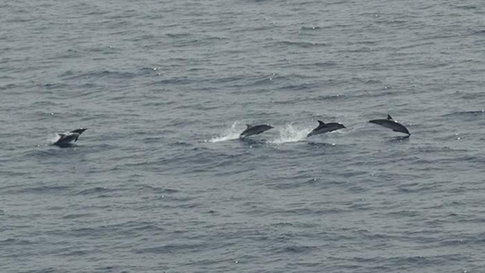 Tracking the fin whale and the sperm whale in the Mediterranean