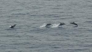 Tracking the fin whale and the sperm whale in the Mediterranean