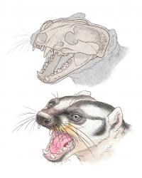 Leptarctus Reconstruction 1