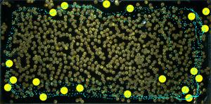Microrobots act as motors