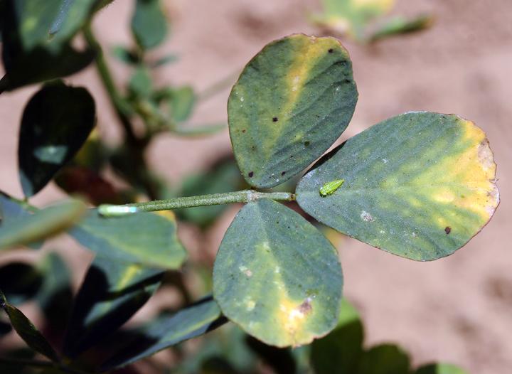 Leafhopper and Alfalfa