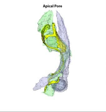 Solving a Structural Mystery in Taste Signaling (1 of 1)