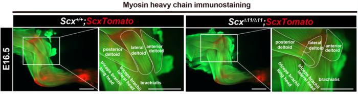 Figure 5. Misguided muscle attachment in Scx-deficient mice