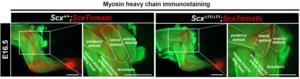 Figure 5. Misguided muscle attachment in Scx-deficient mice