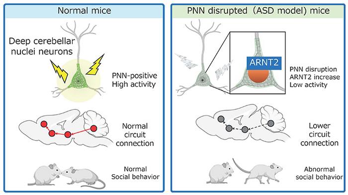 Proposed mechanism by which disruption of perineuronal nets (PNNs) in the deep cerebellar nuclei affects social behavior.