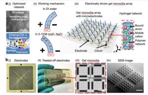 Illustration of how the micrometer-scale hydrogel actuators work