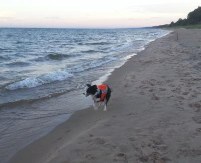 Dogs Working (1 of 2)