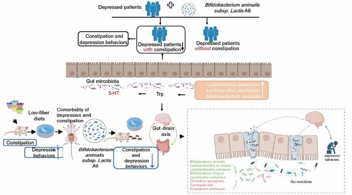 The potential mechanism by which Bifidobacterium animalis subsp. Lactis A6 alleviates the comorbidity of constipation and depression