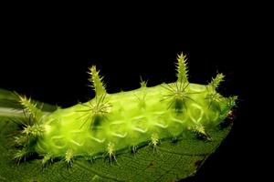 Caterpillar