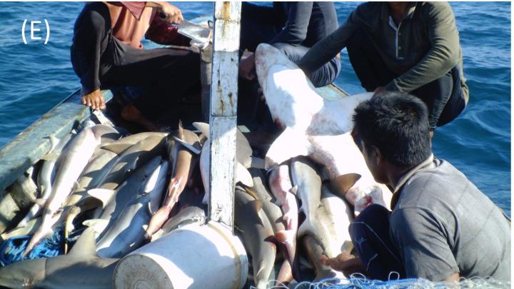 Shark Capture