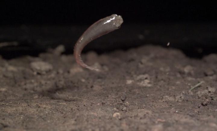 Mangrove rivulus 2