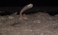 Mangrove rivulus 2