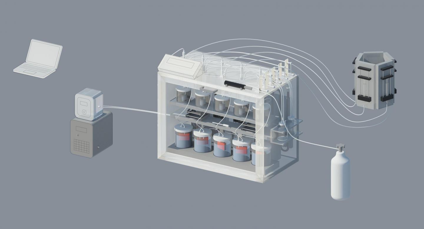 3-D Representation of the TSI in vitro Model