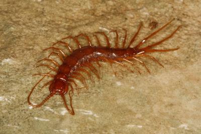 <i>Eupolybothrus cavernicolus</i>