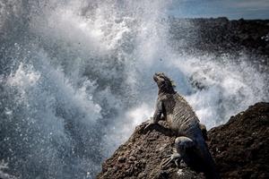A marine iguana on Fernandina Island.