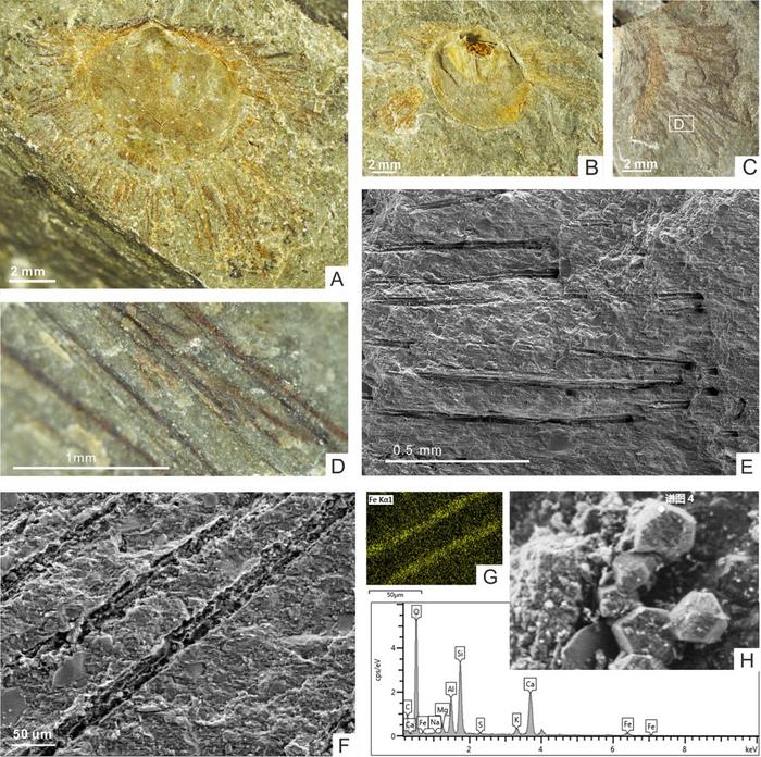 The brachiopod Nucleospira calypta and its setae preserved as iron oxides