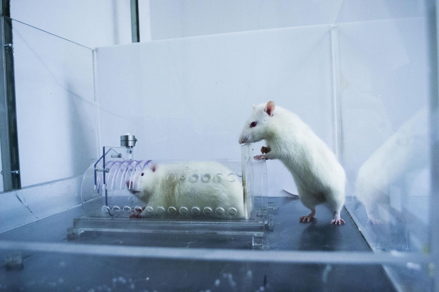 Rat attempts to free a fellow rat from a trap
