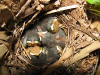 Nightingale Chicks 5 Days Old