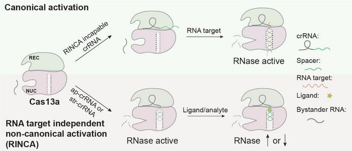 New insight into Cas13a activation