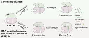 New insight into Cas13a activation