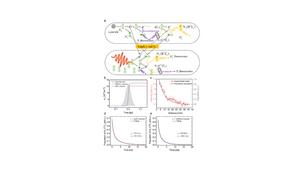 Mechanism of modulated nitrogen fluorescence emission by α particles