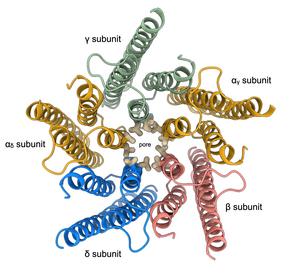 Top-down view of the conformational transition in the transmembrane domain from the unliganded to the mono-liganded, and then to the di-liganded state