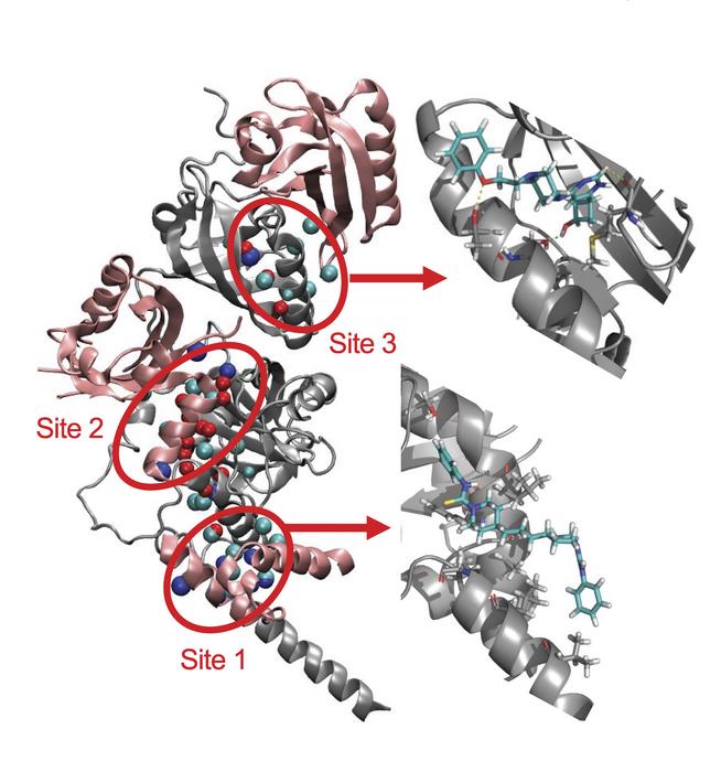 Computer-aided drug design of dual HIF-1/2 inhibitors