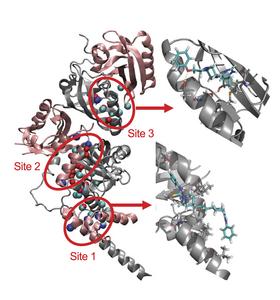Computer-aided drug design of dual HIF-1/2 inhibitors