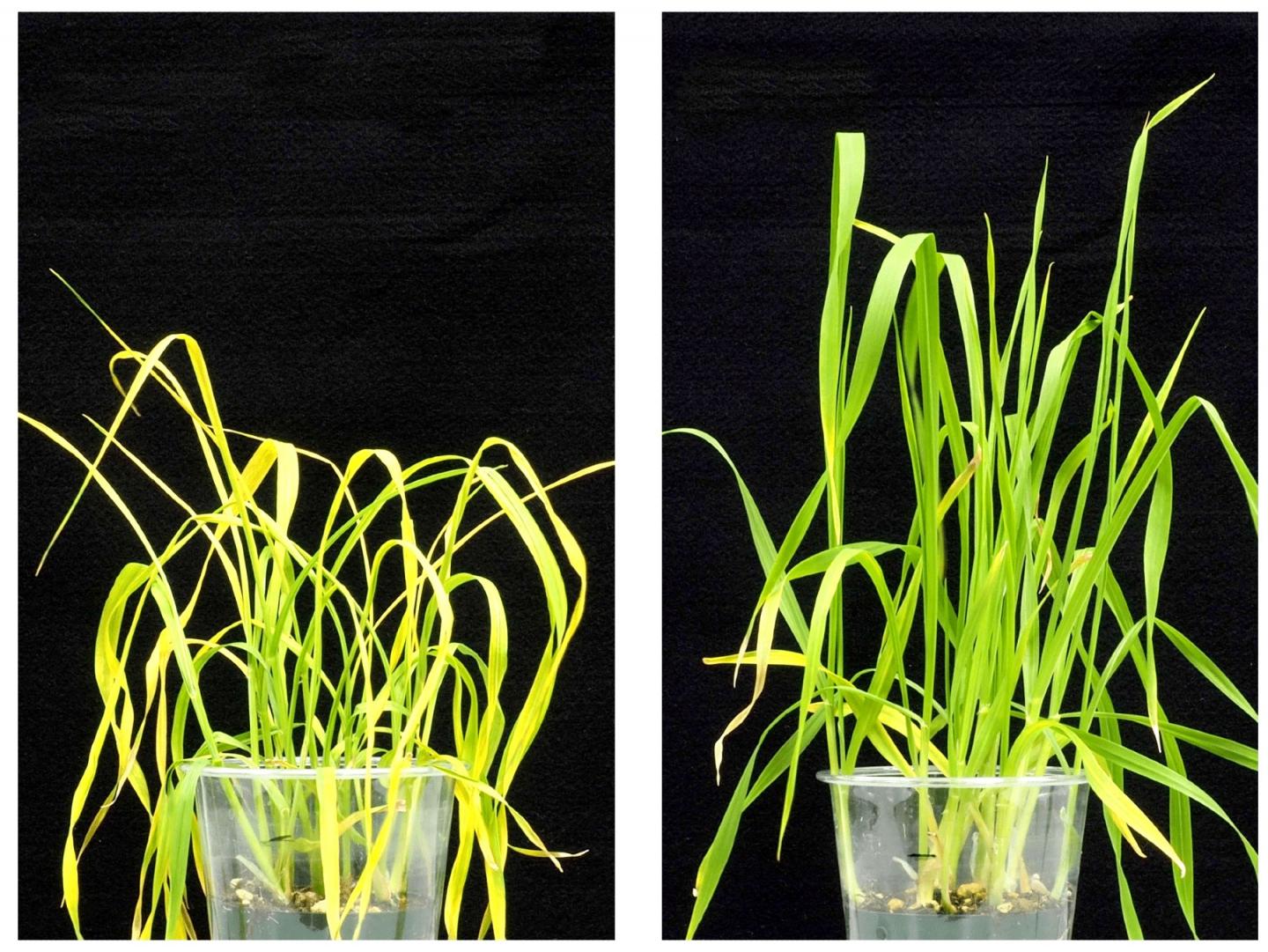 Wheat Treated with Opabactin