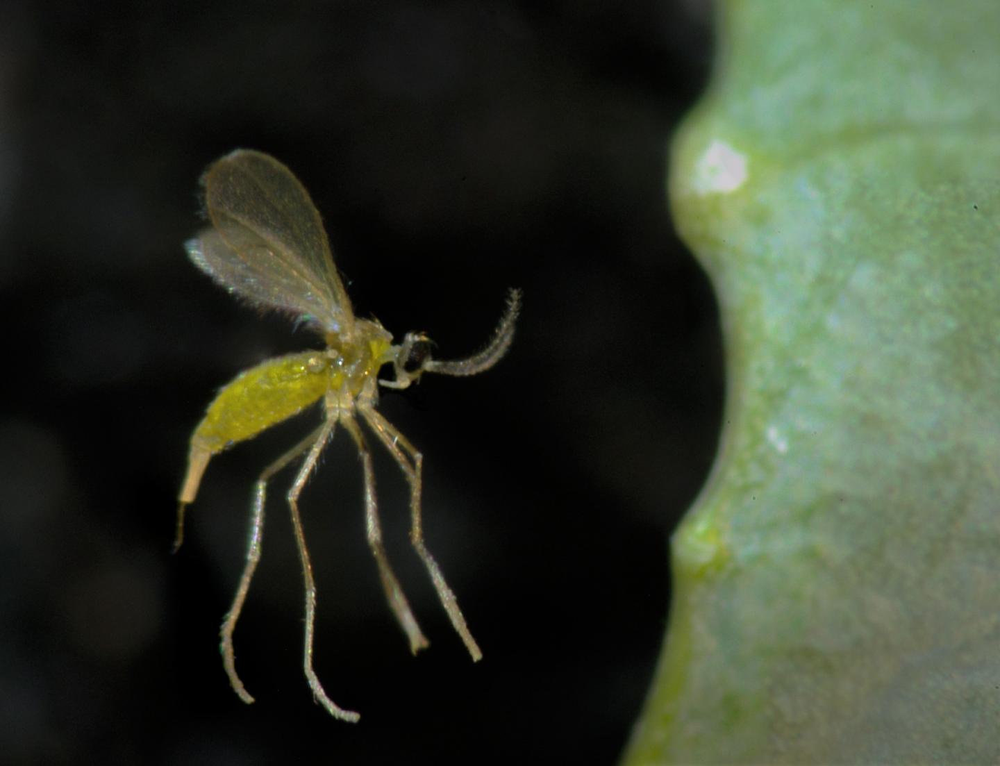 Swede Midge